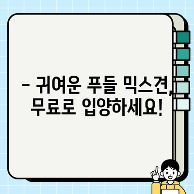 부천 푸들 믹스견 무료 분양| 행복한 가족을 찾습니다 | 부천, 푸들, 믹스견, 무료 분양, 입양