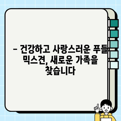 부천 푸들 믹스견 무료 분양| 행복한 가족을 찾습니다 | 부천, 푸들, 믹스견, 무료 분양, 입양
