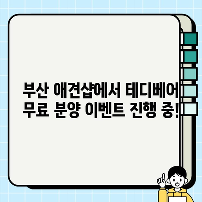 부산 테디베어 무료 분양| 사랑스러운 곰돌이 가족을 만나보세요! | 테디베어 분양, 부산 애견샵, 무료 입양