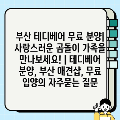 부산 테디베어 무료 분양| 사랑스러운 곰돌이 가족을 만나보세요! | 테디베어 분양, 부산 애견샵, 무료 입양