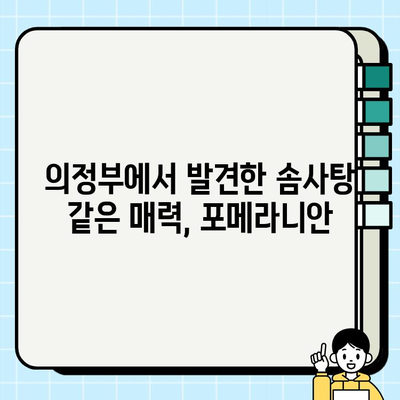 의정부에서 만난 세상 귀여운 포메라니안| 털뭉치 매력에 푹 빠지다 | 포메라니안, 의정부, 강아지, 반려견, 귀여운 강아지