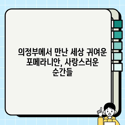 의정부에서 만난 세상 귀여운 포메라니안| 털뭉치 매력에 푹 빠지다 | 포메라니안, 의정부, 강아지, 반려견, 귀여운 강아지