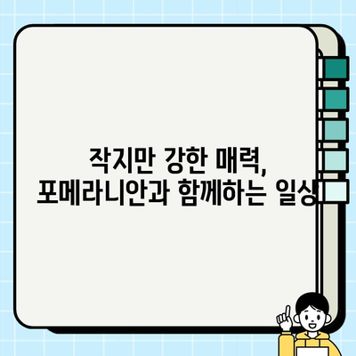 의정부에서 만난 세상 귀여운 포메라니안| 털뭉치 매력에 푹 빠지다 | 포메라니안, 의정부, 강아지, 반려견, 귀여운 강아지
