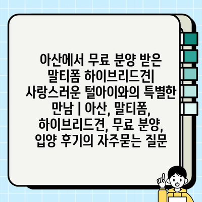 아산에서 무료 분양 받은 말티폼 하이브리드견| 사랑스러운 털아이와의 특별한 만남 | 아산, 말티폼, 하이브리드견, 무료 분양, 입양 후기